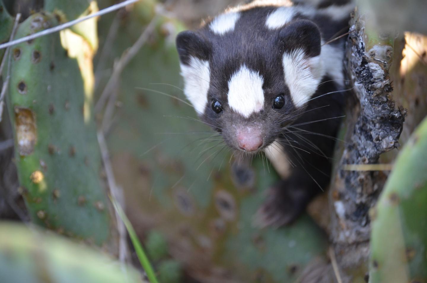 Western Spotted Skunk Face