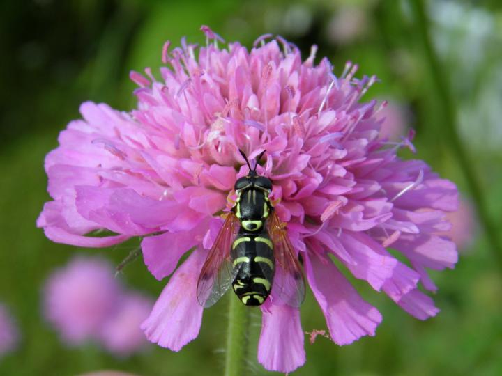 Hoverfly