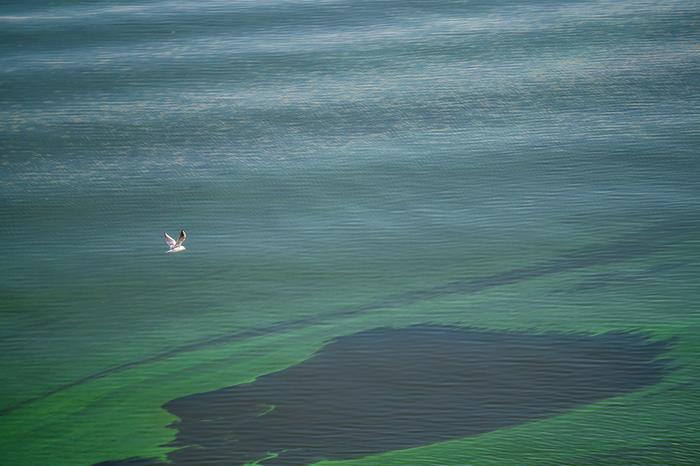 Harmful Algal Blooms