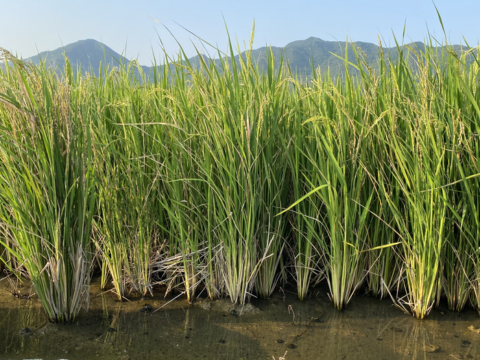Perennial rice in the field – note that the crop base shows signs of previous harvests