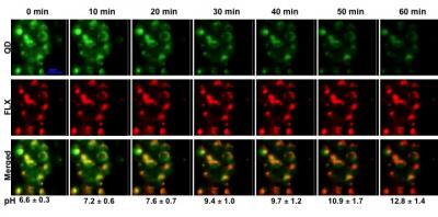 Intracellular pH Sensing