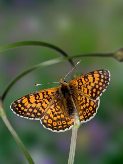 Butterfly Study Reveals Traits and Genes Associated with Establishment of New Populations (2 of 2)
