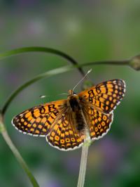 Butterfly Study Reveals Traits and Genes Associated with Establishment of New Populations (2 of 2)