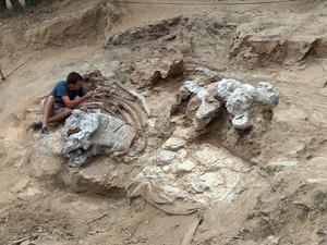 General view of the Sant Antoni de la Vespa deposit during the extraction of one of the Garumbatitan specimens.