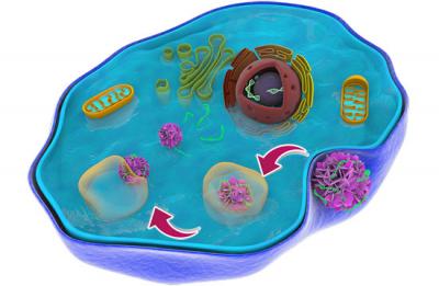 Peptoid Nano Flowers