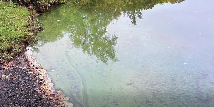 Cyanobacteria on Pleasure Lake in Roger Williams Park