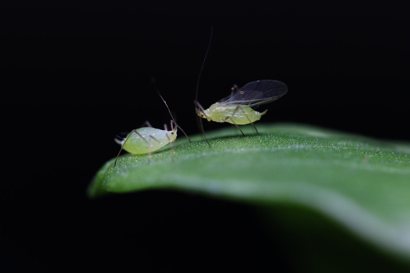Winged and Wingless Pea Aphids
