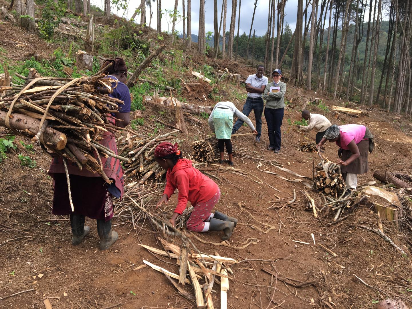 Wood fuels key to easing food insecurity situ