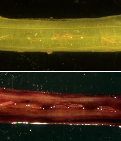 Hessian Fly-Infested Susceptible Wheat Seedling
