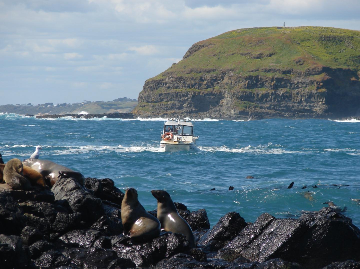 The Australian Fur Seal Colony