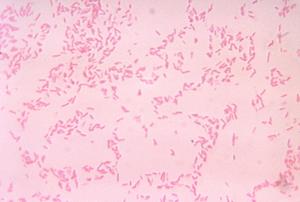 Bacteroides fragilis