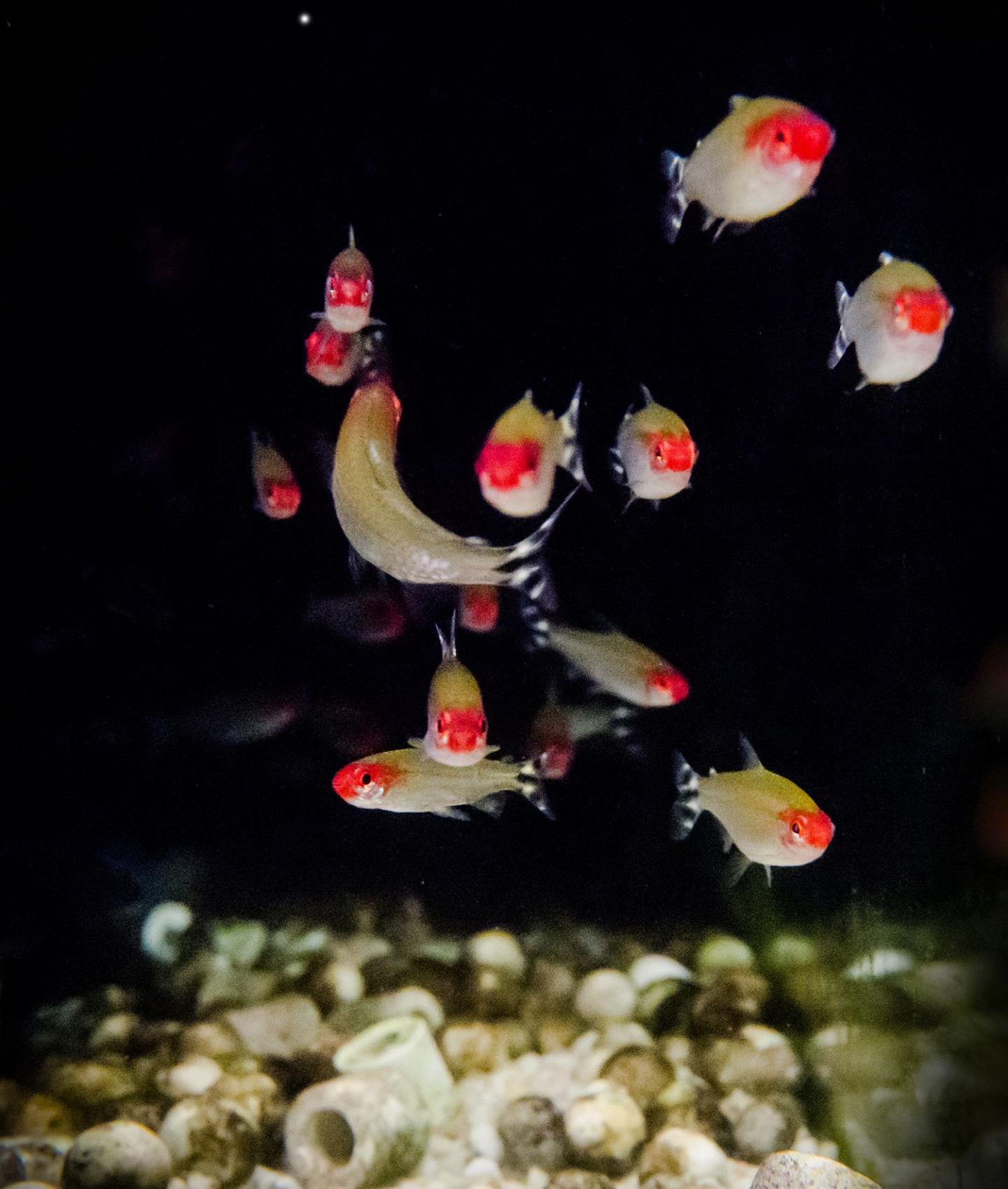 Fish Switch Attention from Neighbor to Neighbor for Seamless Collective Movement