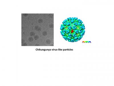 Chikungunya Virus