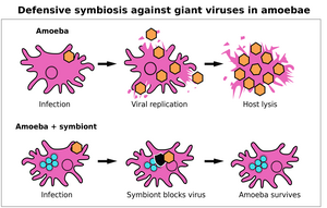 Graphical abstract of the study: It shows how a giant virus infection (orange hexagon) causes the amoeba to produce virus particles until the host cell bursts and thus dies. If the amoeba is infected with a bacterial symbiont (turquoise circles), the virus can enter the amoeba, but the symbiont blocks it and the amoeba survives.