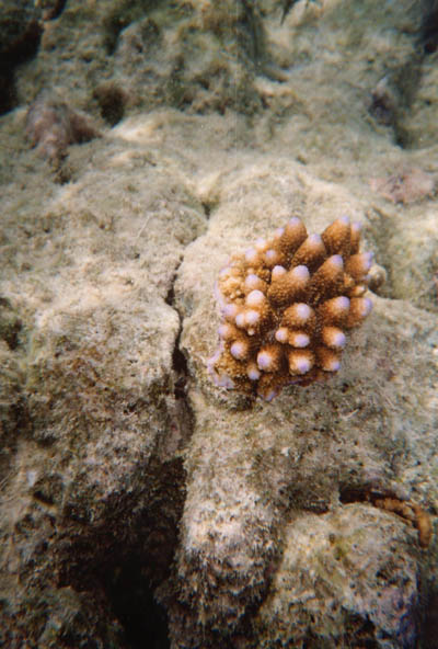 Coral