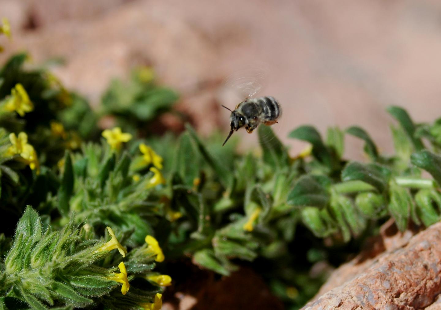 Anthophora Visiting Alkanna