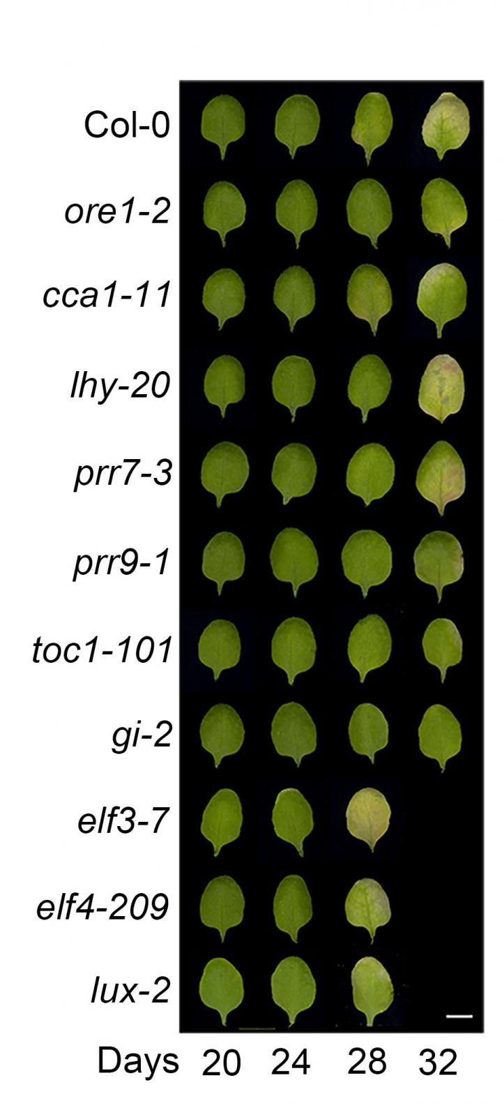 Daily Clock Genes Affect Yellowing of Leaves