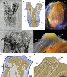 Tunicate Figure 3.jpg