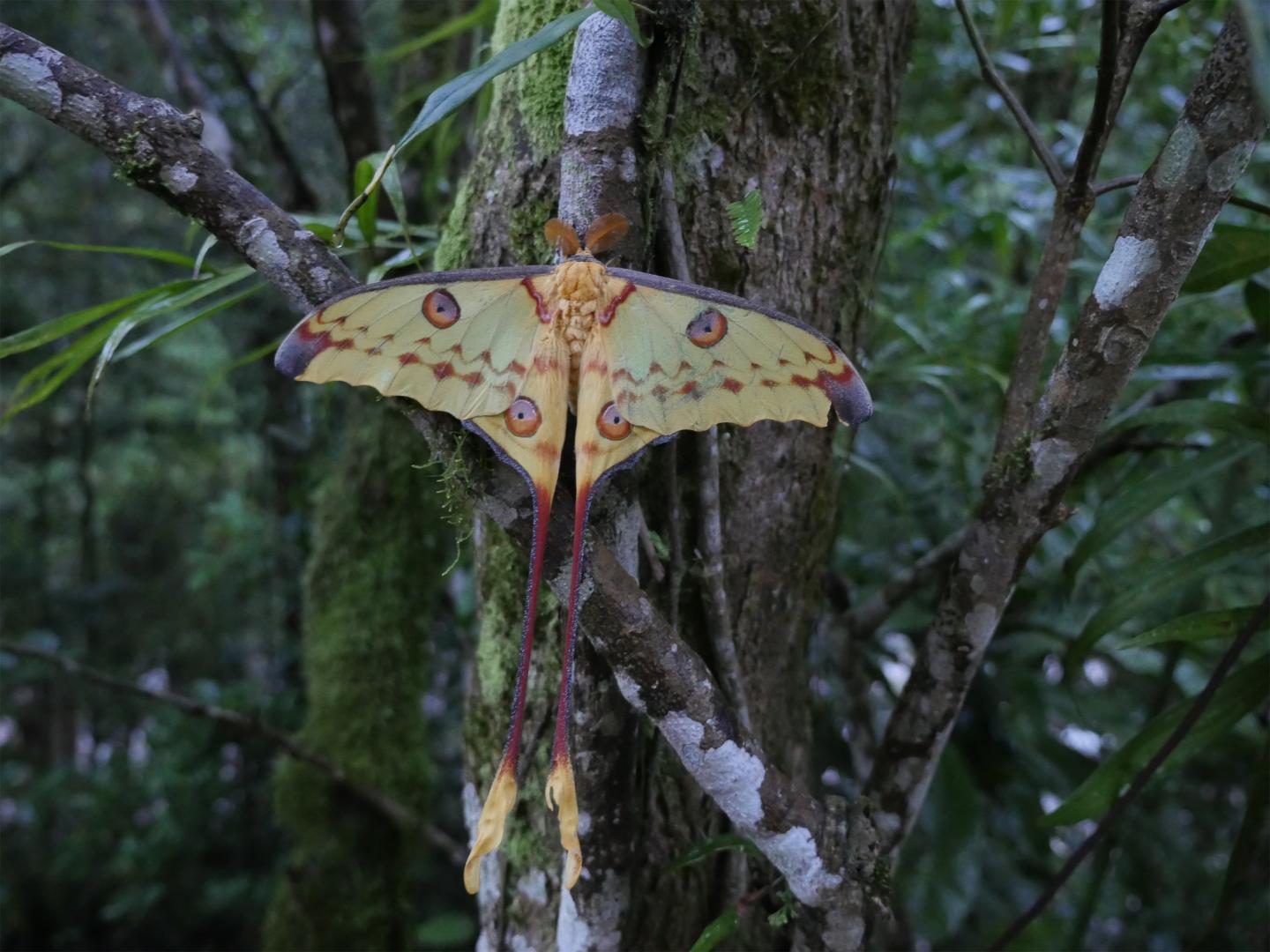 The Ancient Arms Race Between Bats and Moths EurekAlert!