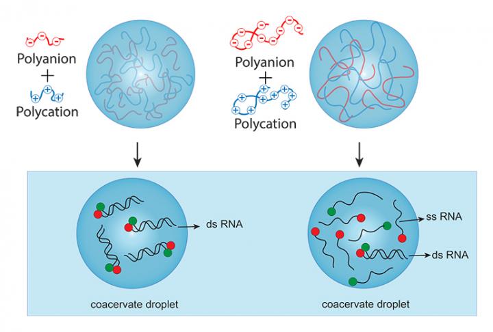 Short polymer compartments illustration