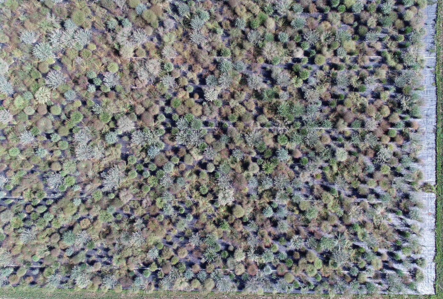 Aerial view of the switchgrass diversity panel in Michigan