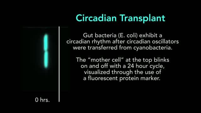 Reconstructed Circadian Clock Works in Living, Non-Circadian Bacteria (2 of 2)