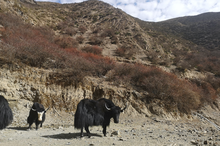 Wild yaks roam in southern Tibet