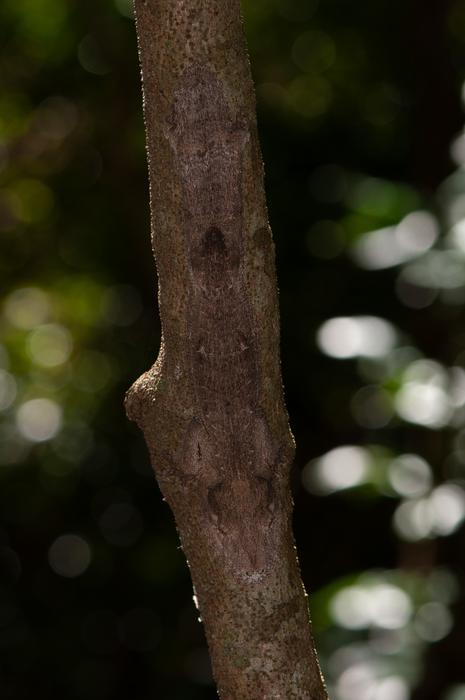 Uroplatus garamaso — hidden head-on