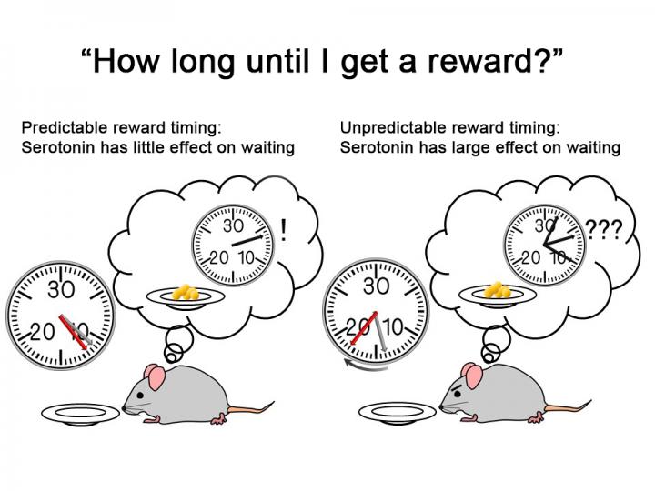 図2. 報酬の時間的不確実性はセロトニンの待機促進効果を増大させる