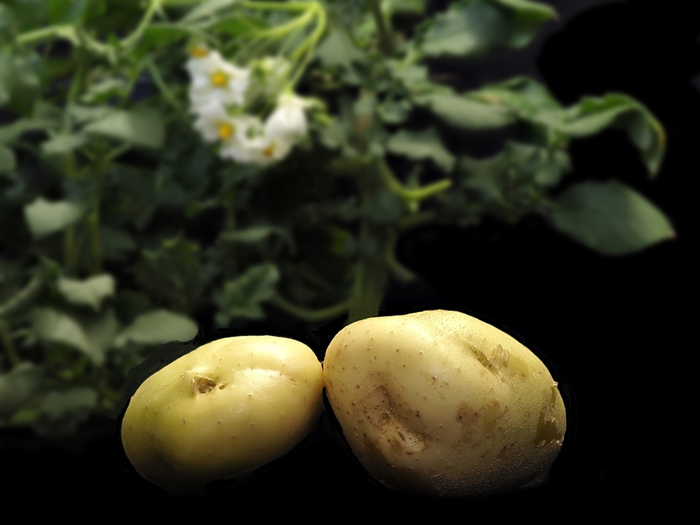 Potatoes with plants and blossoms in the background
