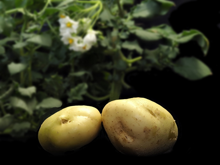 Kartoffeln mit Pflanzen und Blüten im Hintergrund