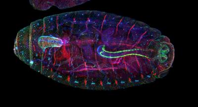 Winning Image of the <i>Drosophila melanogaster</i> (Fruit Fly) Embryo