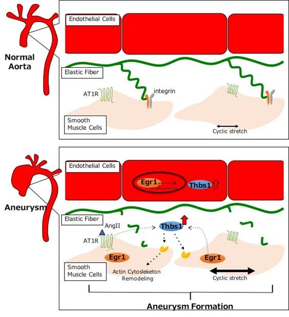 Thrombospondin-1 as a Potential Therapeutic Target for Thoracic Aortic Aneurysms