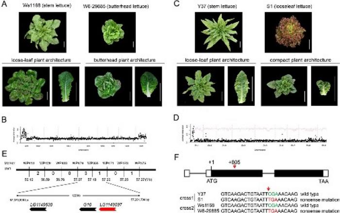 Genetic mapping of the gene controlling butterhead and compact plant architecture.