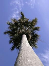 <i>Sabal causiarum</i>, or the Puerto Rican Hat Palm