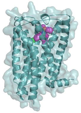 Cannabinoid Receptor