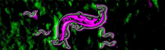 Nematode surface chemistry