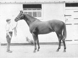 Black and white photo of dark horse with man