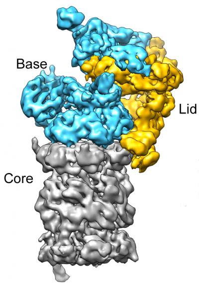 Proteasome Regulatory Particle