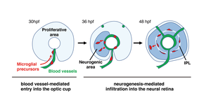 A model showing how microglial precursors colonize the developing zebrafish retina.