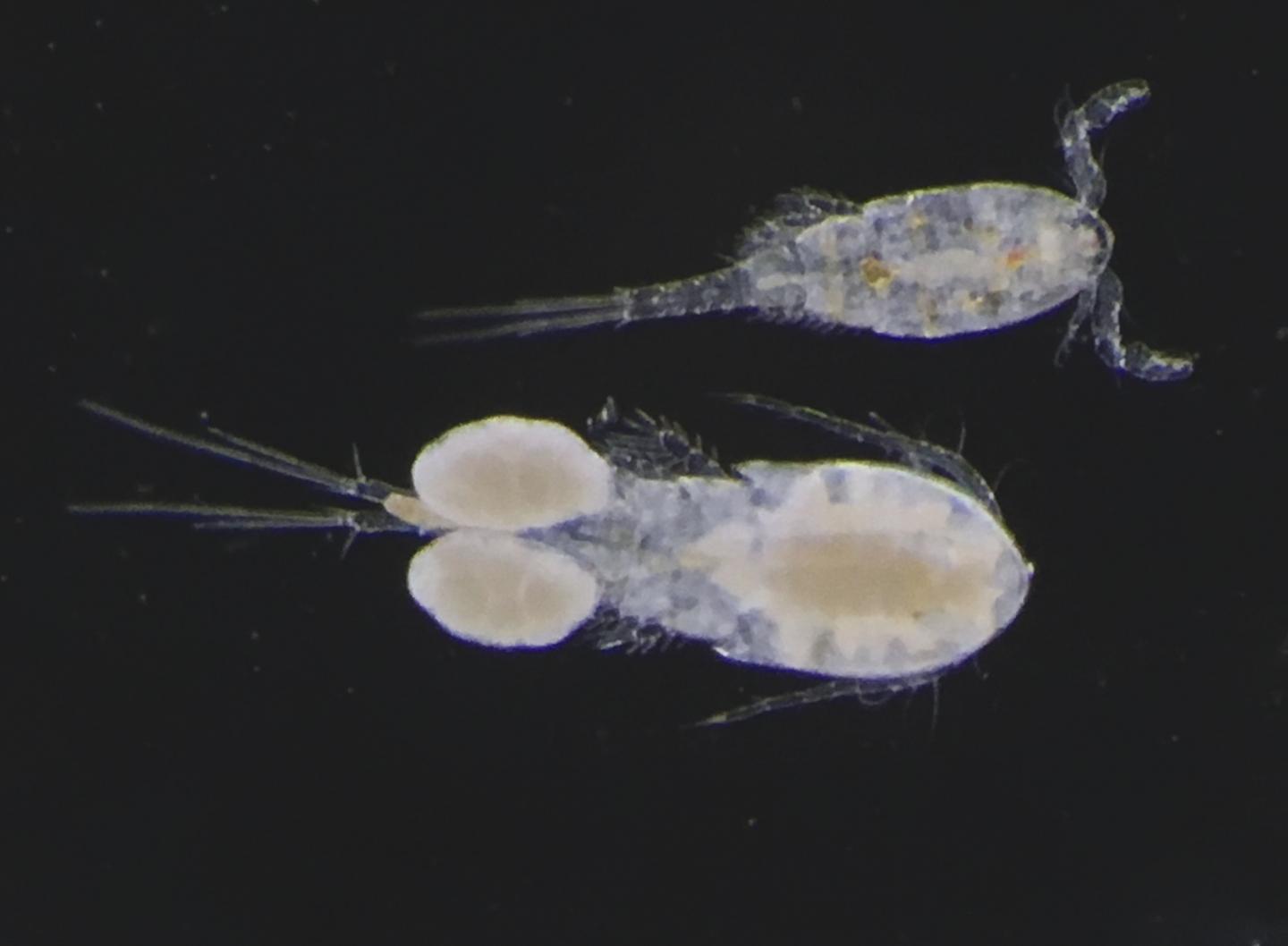 Road salt alternatives alter aquatic ecosyste EurekAlert!