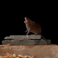 Mouse Singing on Rock