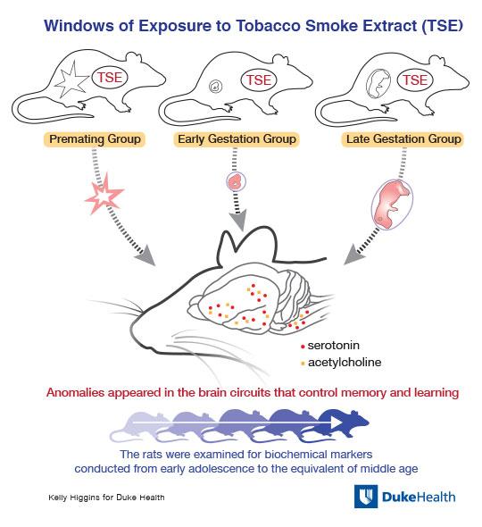 Windows of Exposure to Tobacco Smoke Extract (TSE)