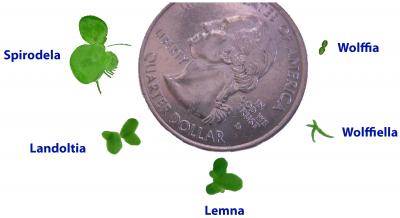 Duckweed Size Comparison