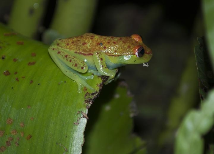 Polka Dot Frog Camouflage