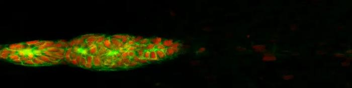 Zebrafish Embryo Cells Moving as a Group