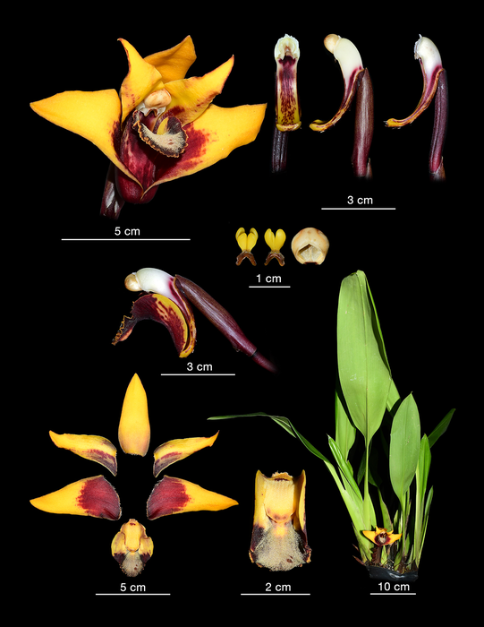 The orchid Maxillaria anacatalina-portillae