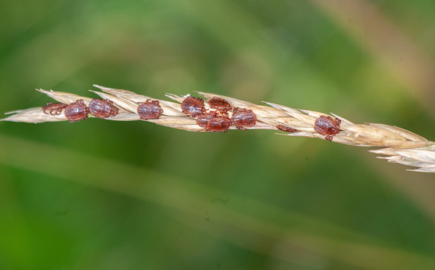 Asian Longhorned Ticks