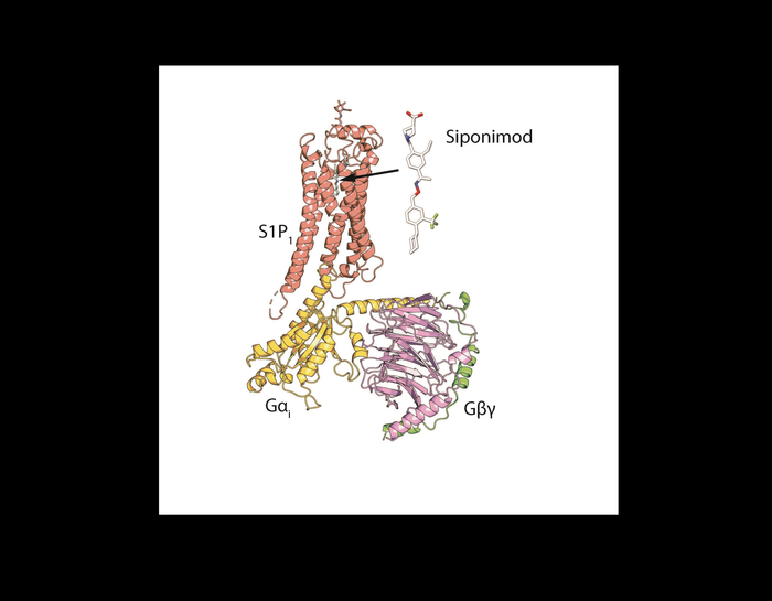 Complex structure of S1P1, siponimod, and the Gi protein