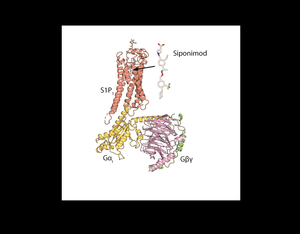 Complex structure of S1P1, siponimod, and the Gi protein